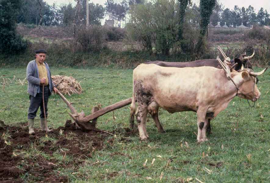 Arando con vacas. Ordes(A Coruña), 1980