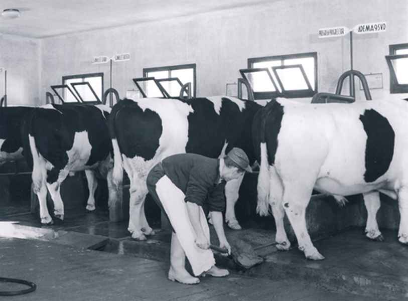 Centro de inseminación artificial de vacuno. Betanzos (A Coruña), 1965