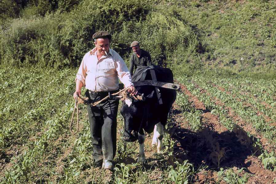 Sachando millo con vaca. Abegondo (A Coruña), 1980
