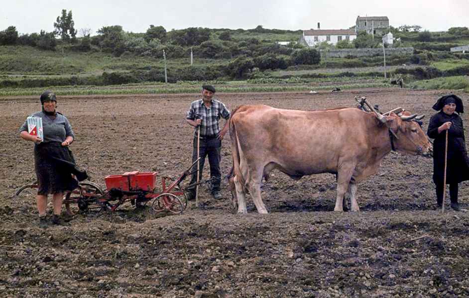 Sementando millo e xudías con vacas. Negreira (A Coruña), 1980